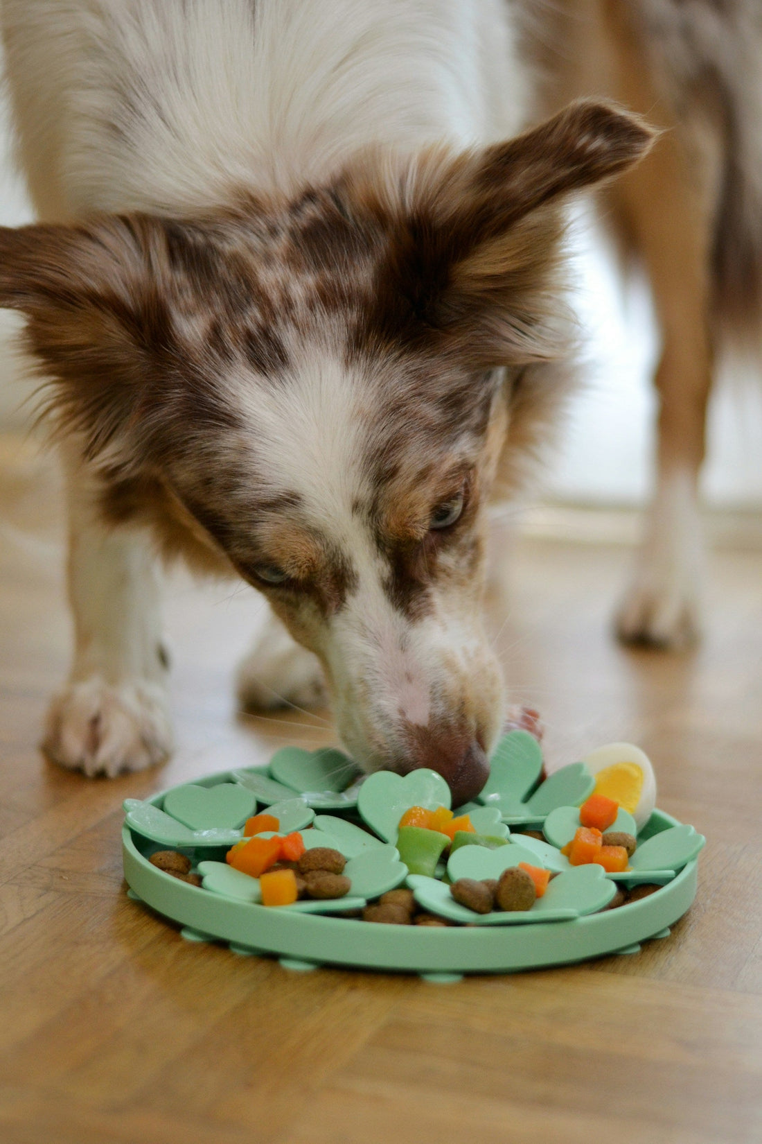 Best Puzzle Feeders for Dogs That Eat Too Fast