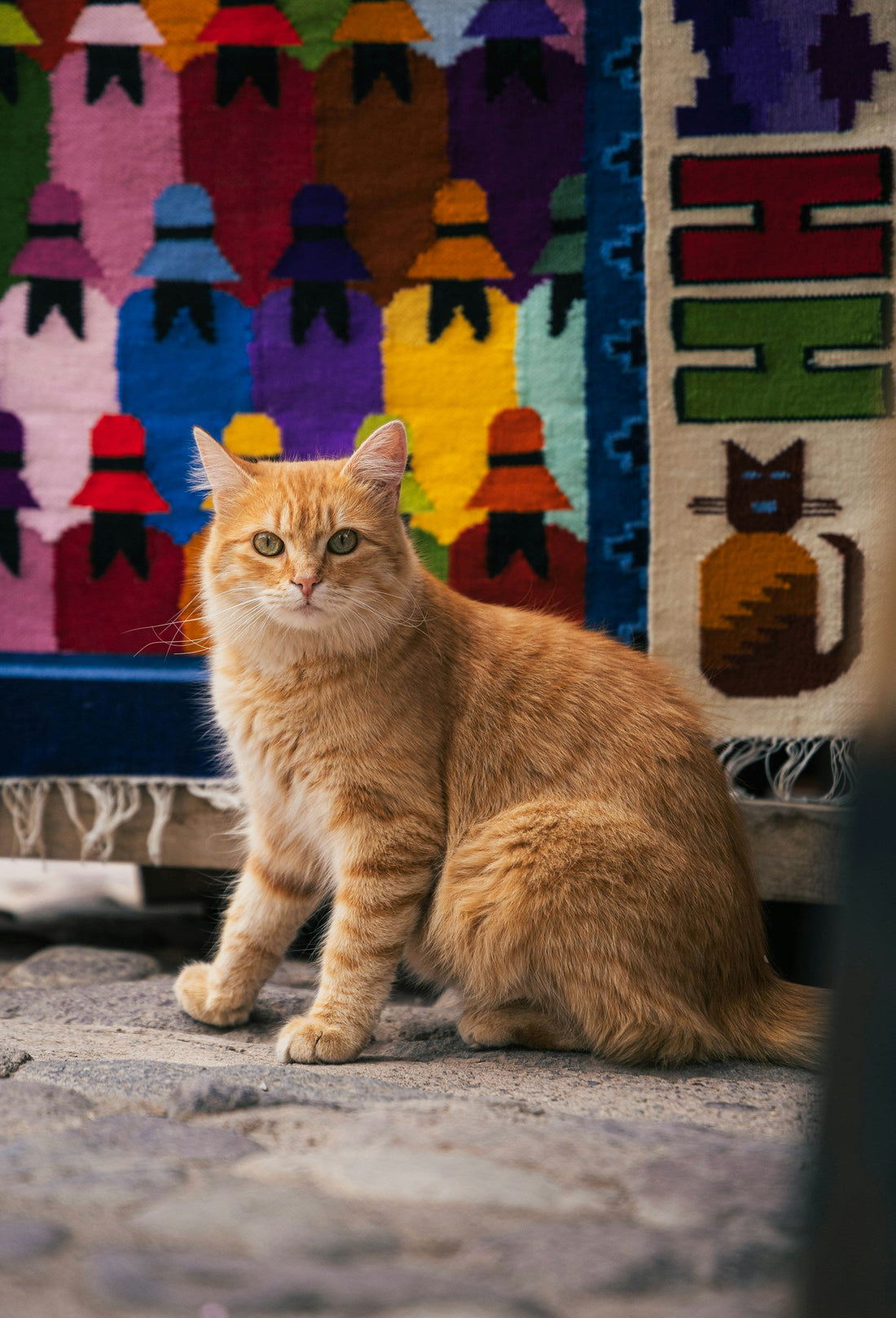 Why Your Cat Suddenly Stopped Using the Litter Box (And How to Fix It)